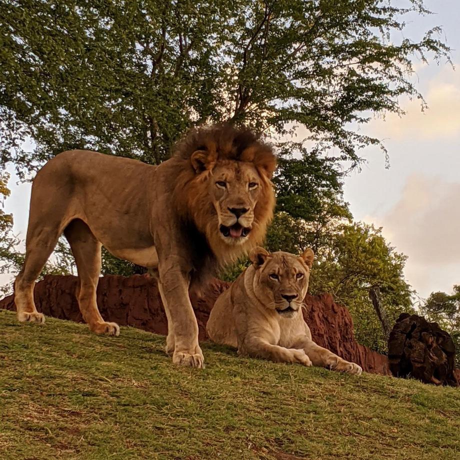 La crinière du lion mâle, outil de séduction dans le règne animal (EFE)