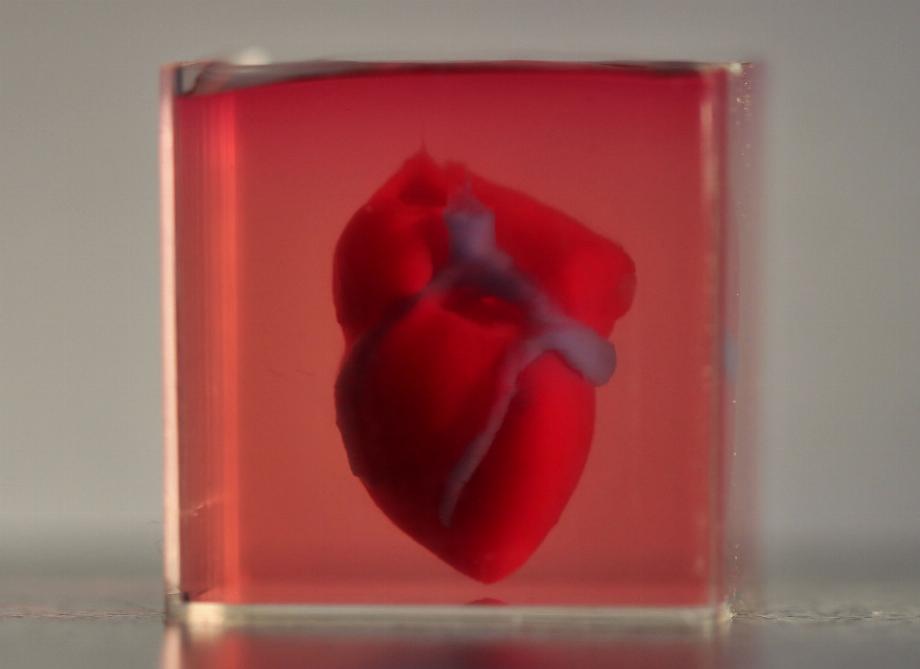 Un cœur imprimé en 3D (Photo : File)