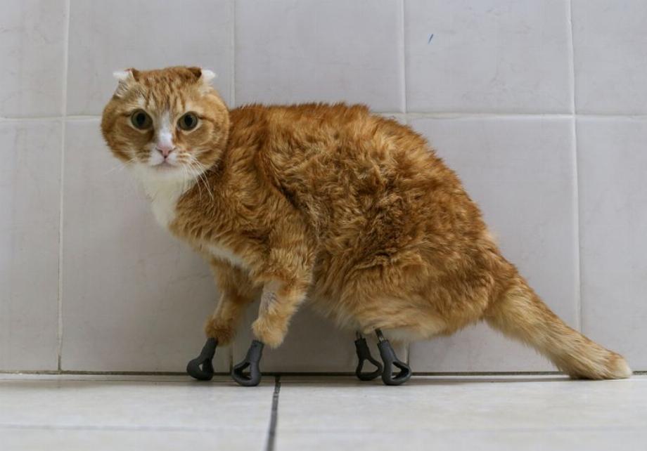 Photo d'archive de Ryzhik, un chat qui s'est fait implanter quatre prothèses dans les pattes (Photo : REUTERS/Vladislav Nekrasov)