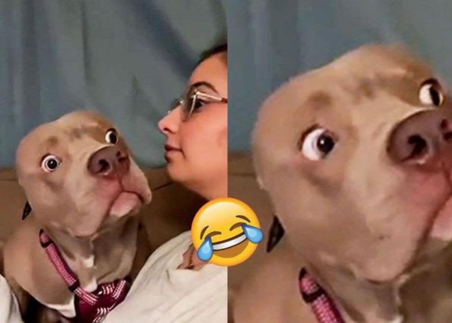 Top 15 des vidéos les plus appréciées sur TikTok. (photo : Monsieur Chien)