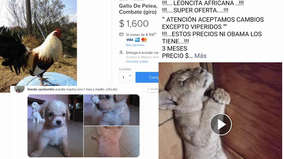 Vente d'animaux sur Internet (Photo : Capture d'écran)