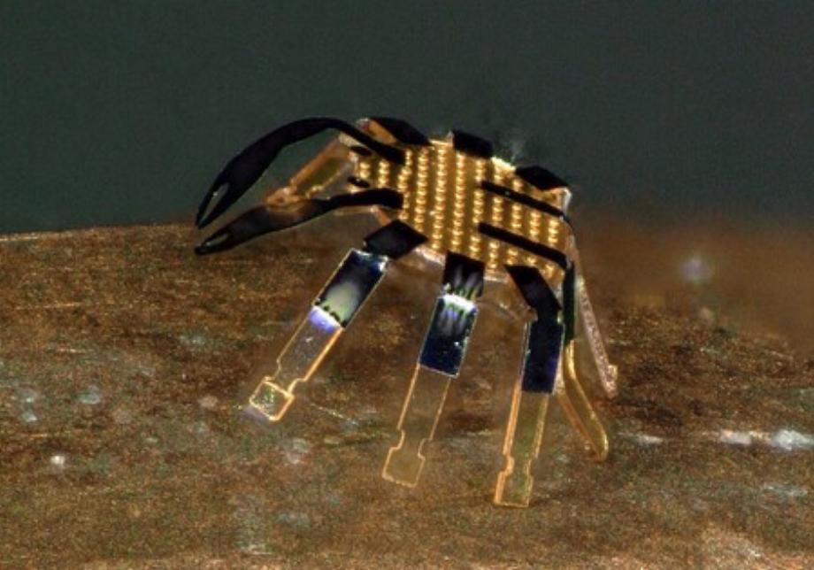 robot crabe. (photo: Université Northwestern)