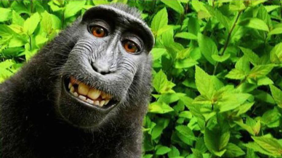 Naruto, le singe auquel PETA veut attribuer les droits d'auteur (David Slater)