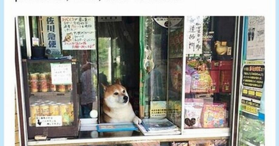 Le chien qui servait dans un local commercial