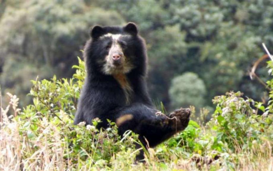 Image de fichier d'un ours en manque en Equateur. Photo : Armando Castellanos/La Hora.