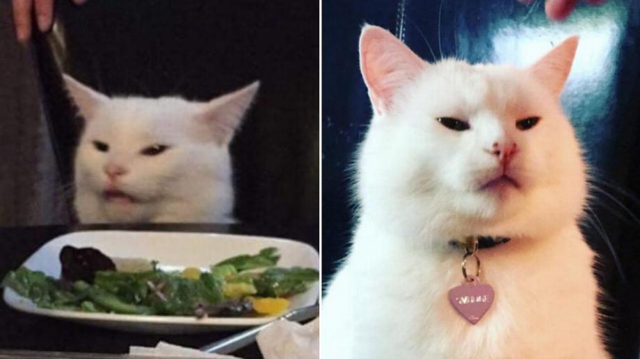 Les 5 mèmes de chat les plus drôles. (photo: Magazine Marvin)