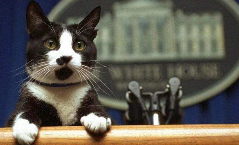 Chaussettes, le chat de Bill Clinton. (photo : MILLÉNAIRE)