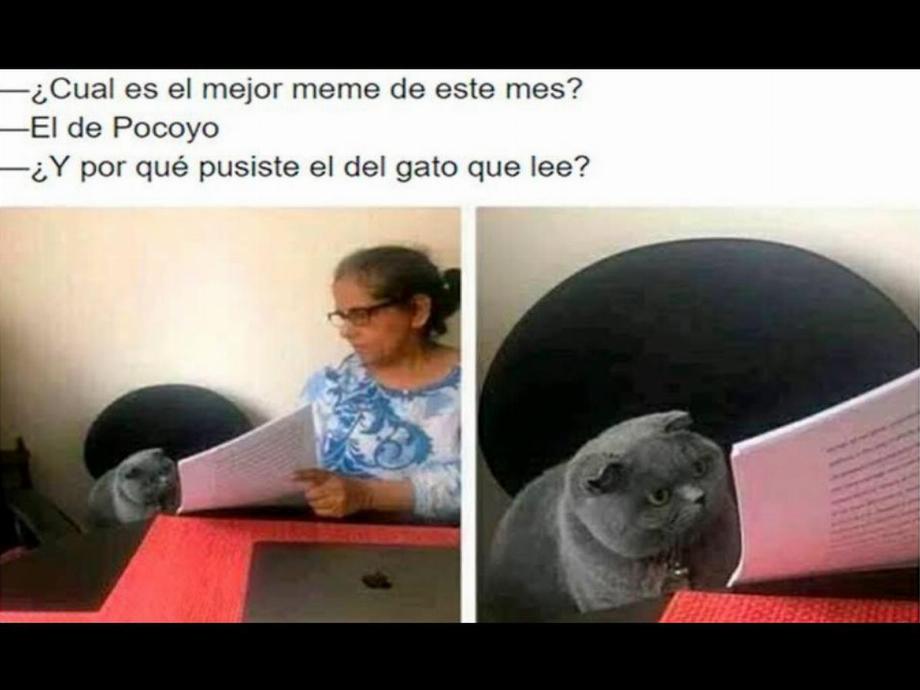 Les 5 mèmes de chat les plus drôles. (photo: Mag El Comercio)
