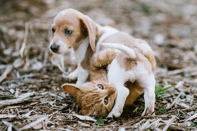 Comment trouver facilement des vétérinaires et des promeneurs d'animaux en Amérique latine sur Internet