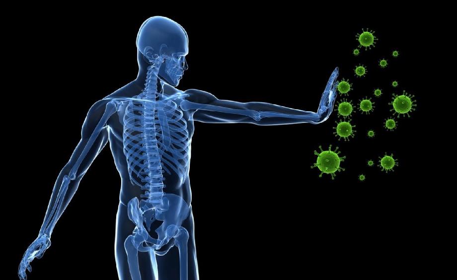 Les anticorps sont des protéines produites par le système immunitaire de l'organisme lorsqu'il détecte des substances nocives. En 1972, César Milstein et Georges Köhler - qui a ensuite remporté le prix Nobel - ont découvert comment produire des quantités illimitées d'anticorps identiques (Getty Images)