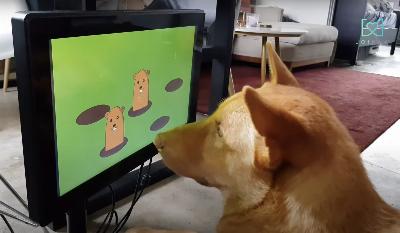 Jeux vidéo pour chiens qui aident à prévenir la démence canine