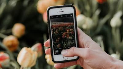 Six applications pour identifier avec une photo quelle plante ou fleur j'ai dans ma maison