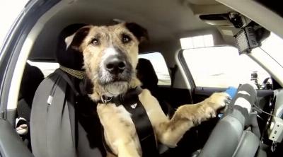 Vidéo virale d'un chien apprenant à conduire une voiture grâce à la technologie