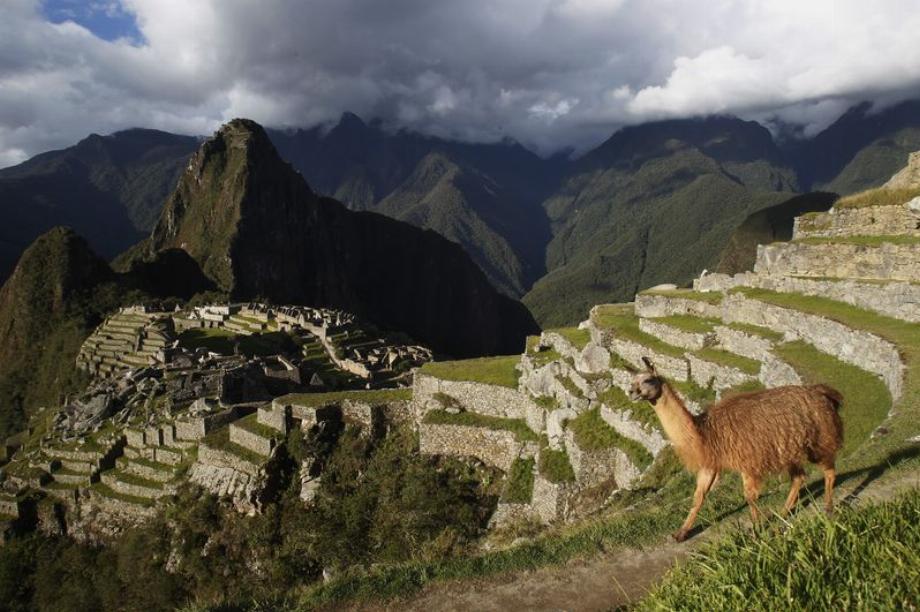 Un lama est vu près de la citadelle inca de Machu Pichu, à Cusco, au Pérou. (photo : REUTERS/Enrique Castro-Mendivil)