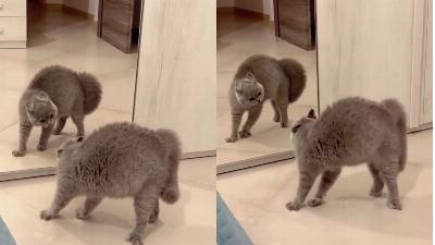 Pourquoi les vidéos de chats sur internet sont bonnes pour la santé