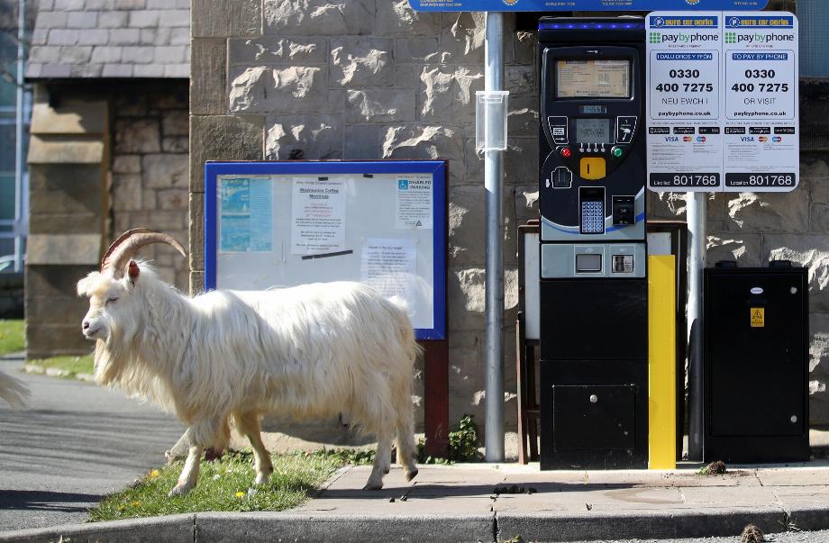 Une chèvre à Llandudno, au Pays de Galles, en mars 2020, avec des humains confinés en raison des mesures prises par la pandémie de coronavirus. (REUTERS/Carl Recine)