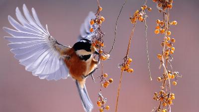 Pourquoi l'incursion de l'IA dans la surveillance des oiseaux est importante