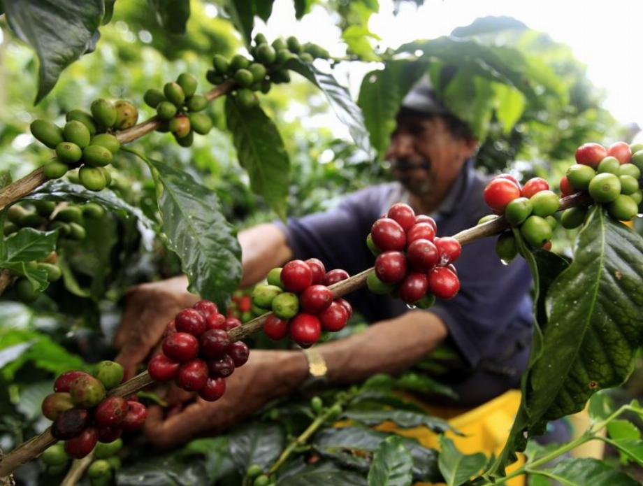 Photo d'archive. L'un des stéréotypes sur les Colombiens est qu'ils sont tous des amateurs de café. /REUTERS/José Miguel Gomez
