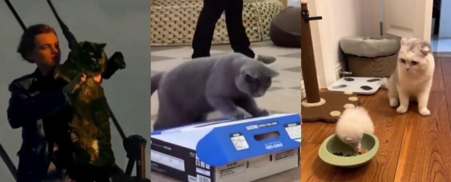 Les trois vidéos de chats les plus virales sur Instagram. (Infobae)
