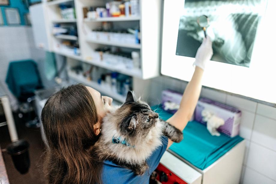 Les chats se caractérisent par le fait qu'ils ne montrent pas leurs sentiments, l'intelligence artificielle peut donc être une bonne alternative pour plonger dans leurs émotions (Getty)