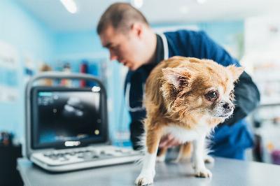 L'intelligence artificielle cherche à comprendre les émotions des animaux