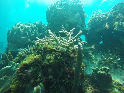 Avec l'intelligence artificielle, un colombien étudie où restaurer les coraux à San Andrés et Providencia