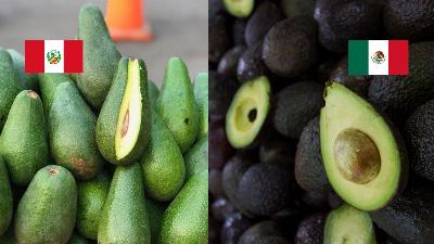 Avocat du Pérou ou avocat du Mexique ? Le chat GPT révèle l'origine de ce fruit exquis également appelé "l'or vert"