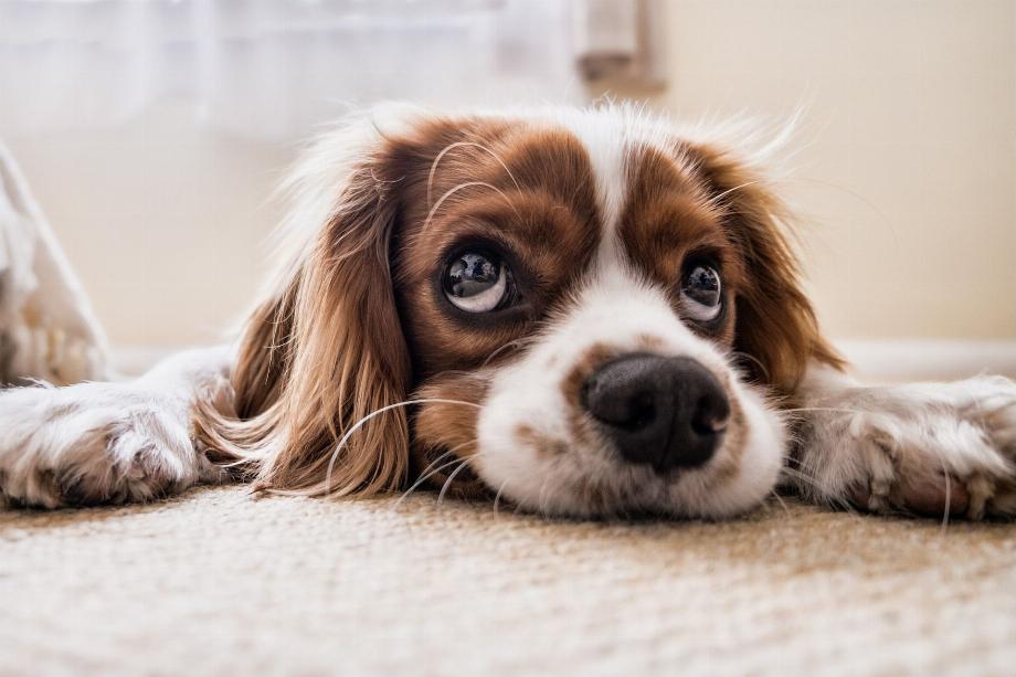 Découvrez comment les chiens voient avec le nouveau filtre TikTok, Dog Vision. (pixabay)