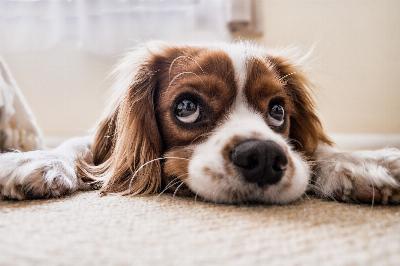 Dog Vision, le filtre TikTok qui révèle comment les chiens voient