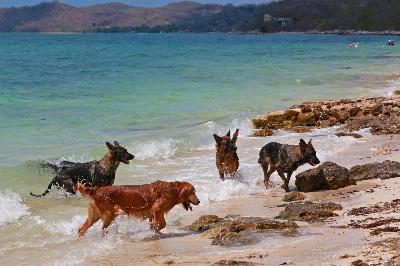 Vacances avec un chien à Cancún : les hôtels les moins chers et acceptant les animaux