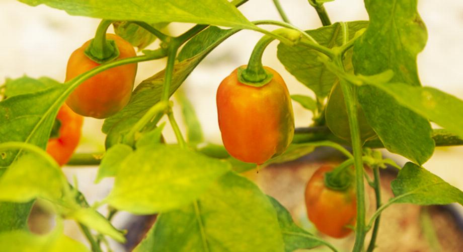 Le piment habanero est le plus épicé du Mexique. La cuisine maya traditionnelle l'utilise comme touche épicée dans la plupart de ses plats. (SAGARPA via FIRCO)