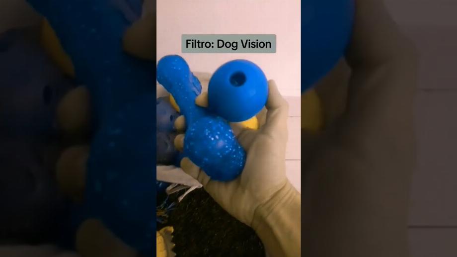Filtre Dog Vision sur TikTok. (Youtube)