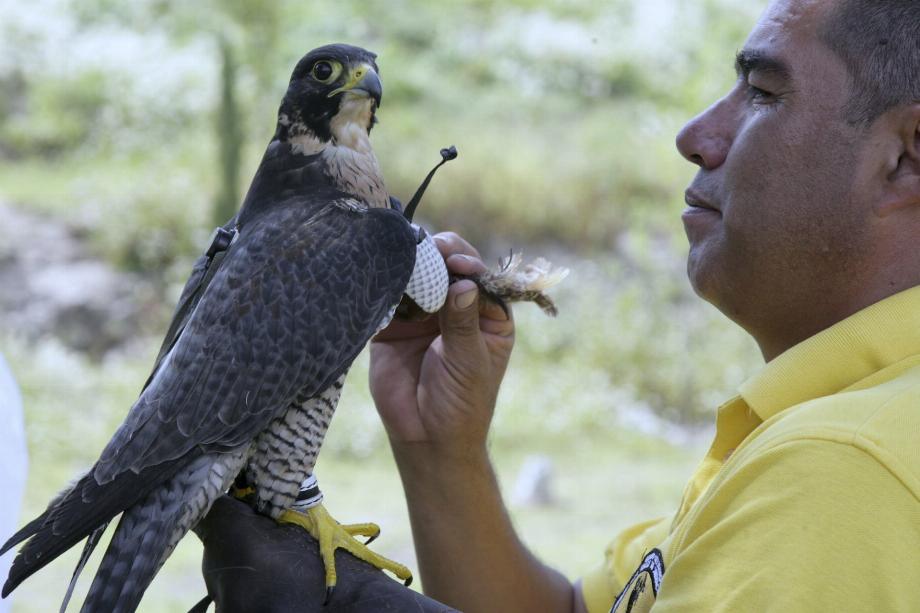 Dans le parc, vous découvrirez la faune indigène d'Ecatepec et vous pourrez apprendre comment vous pouvez contribuer à sa conservation. (Pièce sombre)