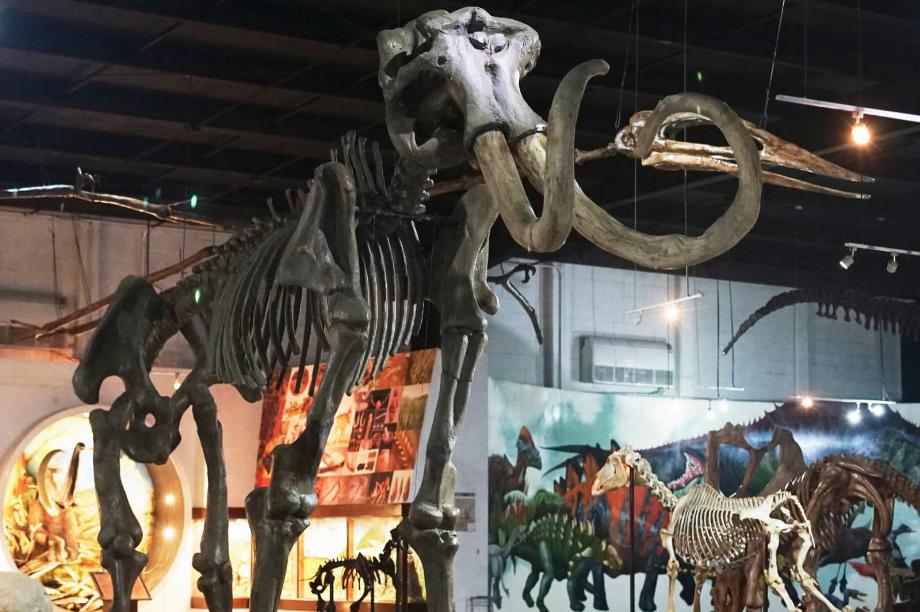 Des os du mammouth préhistorique qui vivait dans la région aux squelettes de dinosaures géants, vous pouvez trouver cela et bien plus encore au musée d'histoire naturelle d'Ecatepec. (Spécial)