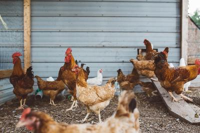 Qui est venu en premier, la poule ou l'œuf : ChatGPT et Google's Bard ont donné cette analyse