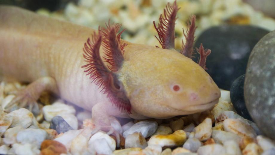 Ces amphibiens énigmatiques sont transparents avant la naissance et se pigmentent au fur et à mesure de leur développement. En plus d'avoir le pouvoir de régénération, les monstres aquatiques respirent de plusieurs manières. (Pièce sombre)