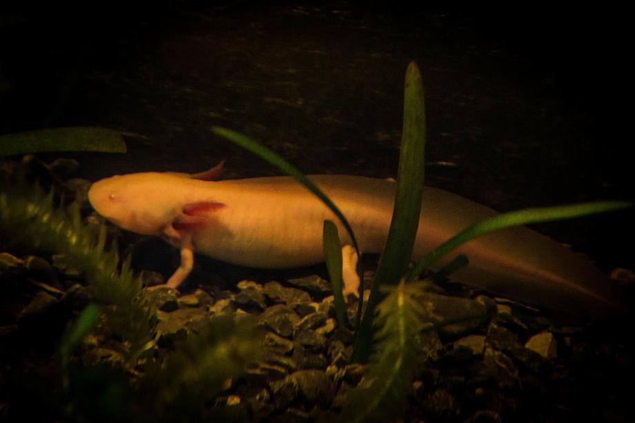 Le musée est un centre de préservation de l'axolotl, ici vous pourrez voir la zone humide artificielle qui garantit les conditions de reproduction de cet amphibien particulier. (Pièce sombre)