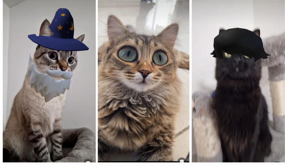 Les filtres pour animaux de compagnie ont différents designs amusants et mignons.