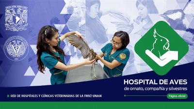 Si vous avez sauvé un oiseau blessé à Mexico et que vous ne savez pas où demander de l'aide, rendez-vous à l'UNAM Bird Hospital