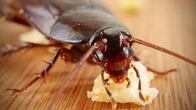 Qu'est-ce qui attire les cafards dans votre maison et comment les éviter