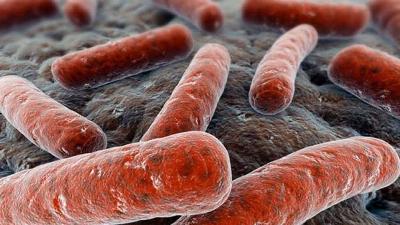 Des chercheurs utilisent l'IA pour "faire revivre" des molécules de Néandertal en tant qu'antibiotiques potentiels
