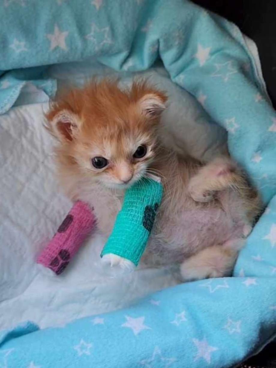 Tater Tot a souffert de problèmes de santé pendant plusieurs semaines (Facebook Ash Houghton)