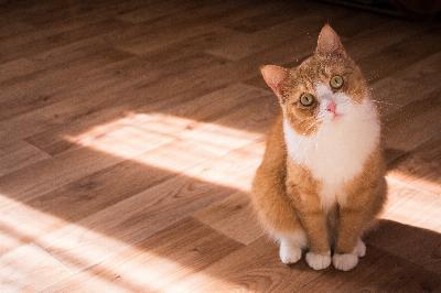 Pourquoi il est difficile de concevoir un ChatGPT pour comprendre ce que pensent les animaux de compagnie