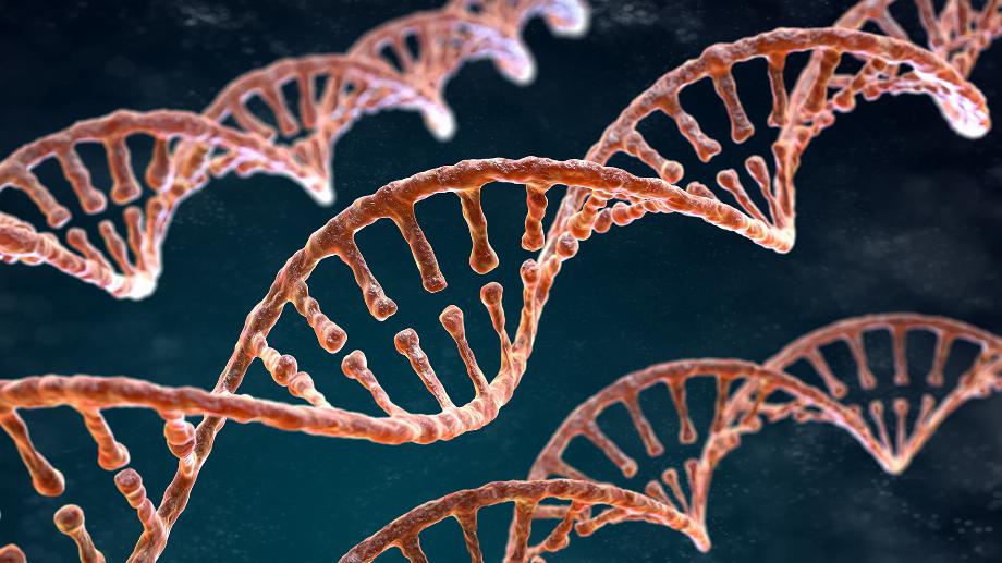 Tous nos organes vieillissent-ils au même rythme ? Différentes recherches suggèrent des rythmes inégaux au sein d'un même individu (Crédit : Prensa Genera)