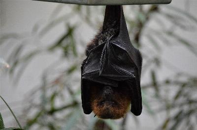 Comment ils utilisent l’intelligence artificielle pour comprendre le langage des abeilles et des chauves-souris
