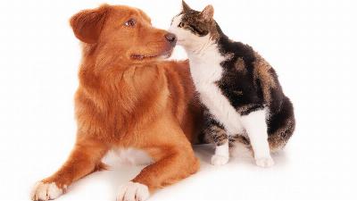 Vous cherchez des noms originaux pour votre animal de compagnie, voici quelques suggestions