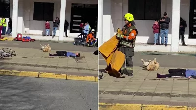 Un petit chien surpris en train de « faire le mort » lors d’une simulation de crash