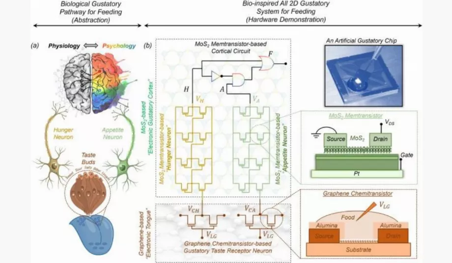 Une abstraction simplifiée de la voie gustative biologique des aliments. (Communications naturelles)