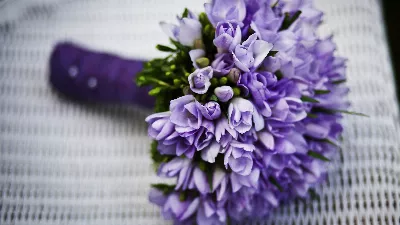 Pourquoi des fleurs violettes sont-elles offertes le 9 octobre ? L’origine de la « nouvelle » tradition florale