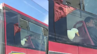 Pato se promenait à nouveau dans TransMilenio